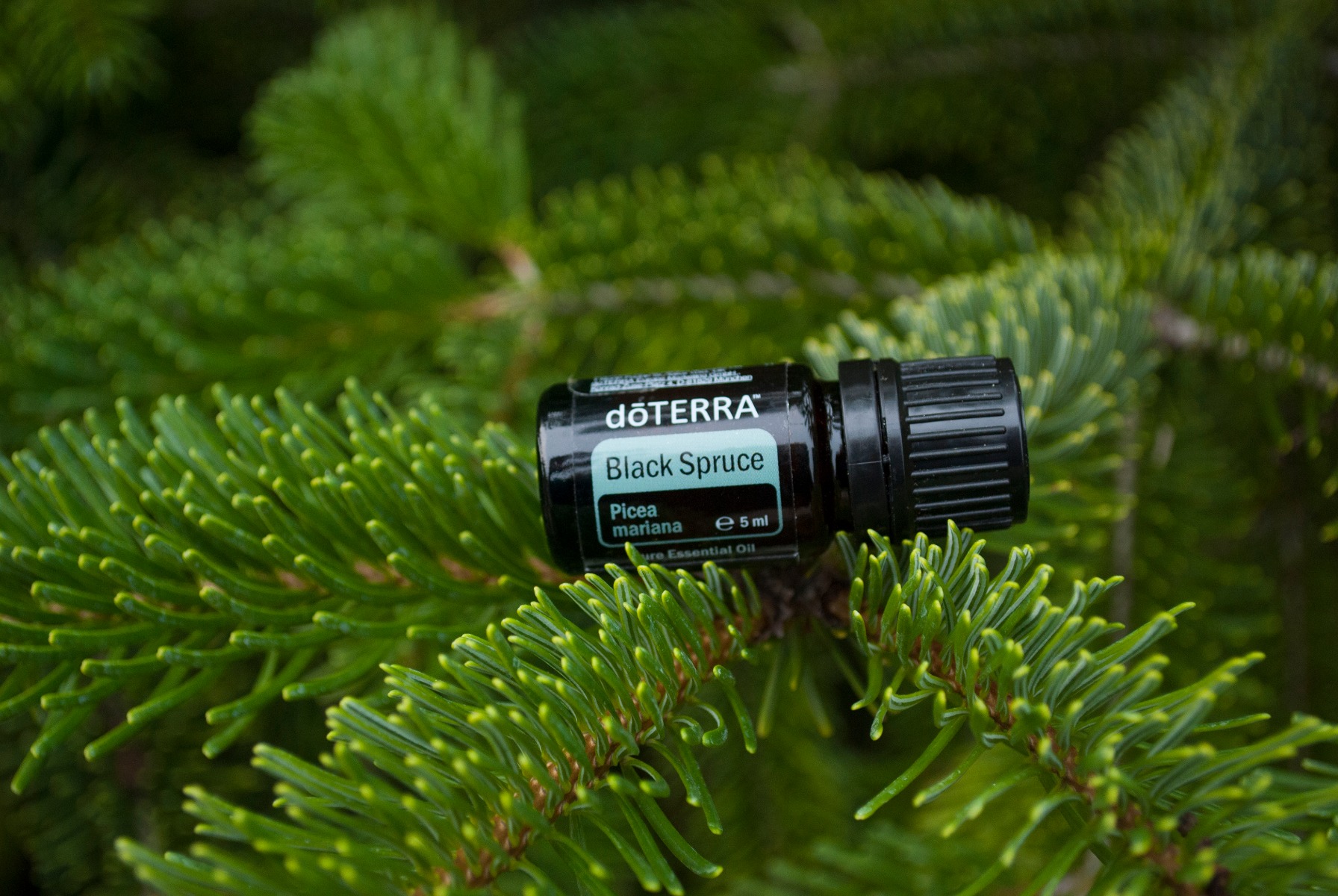 Ulei esential doTERRA Black Spruce (Molid Negru)  5ml