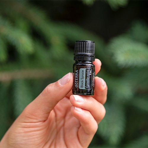 Ulei esential doTERRA Black Spruce (Molid Negru)  5ml